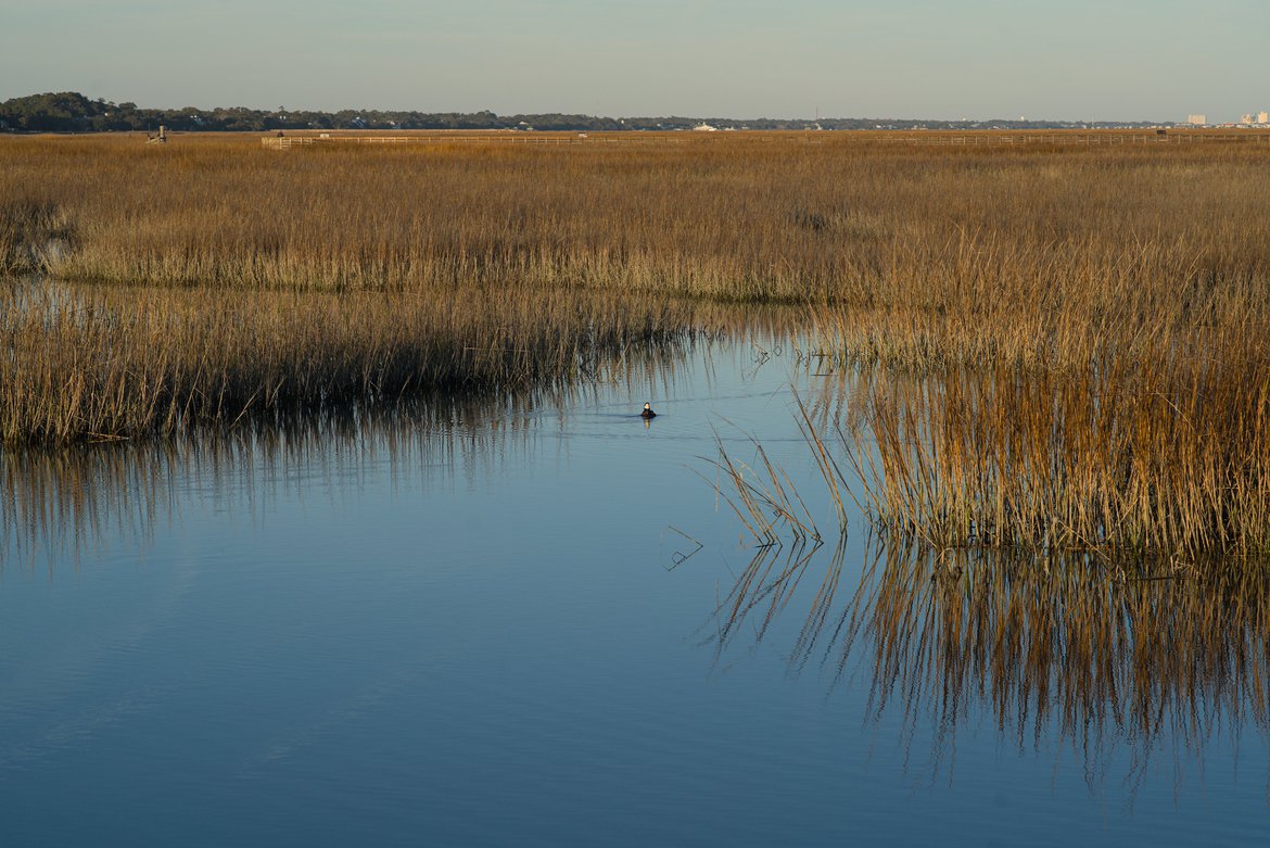 marsh, huntington beach state park, sc photographed by luxagraf