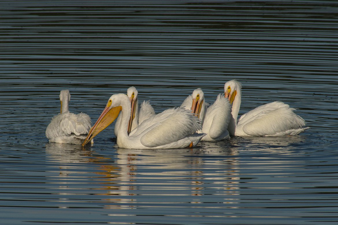 white pelicans, huntington beach state park, sc photographed by luxagraf