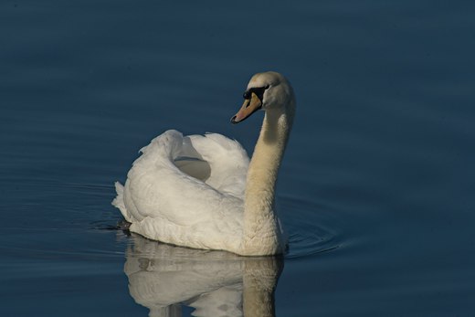 mute swan, huntington beach state park, sc photographed by luxagraf