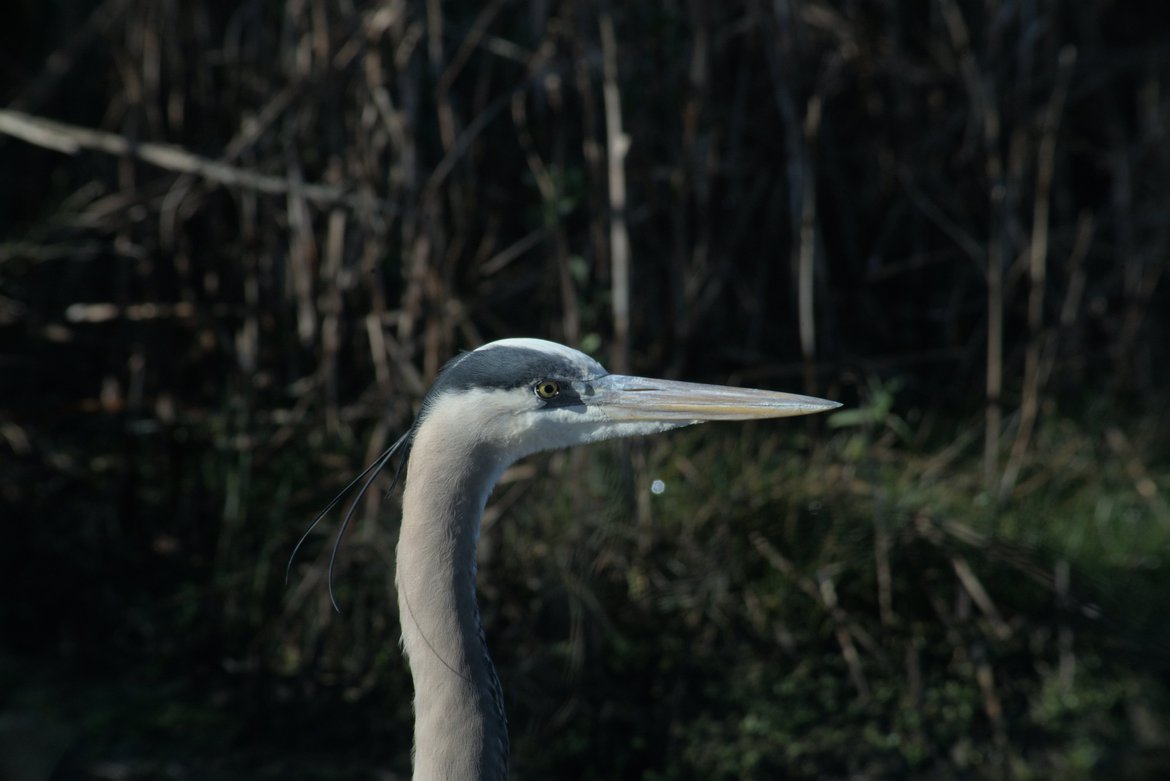 great blue heron headshot, huntington beach state park, sc photographed by luxagraf