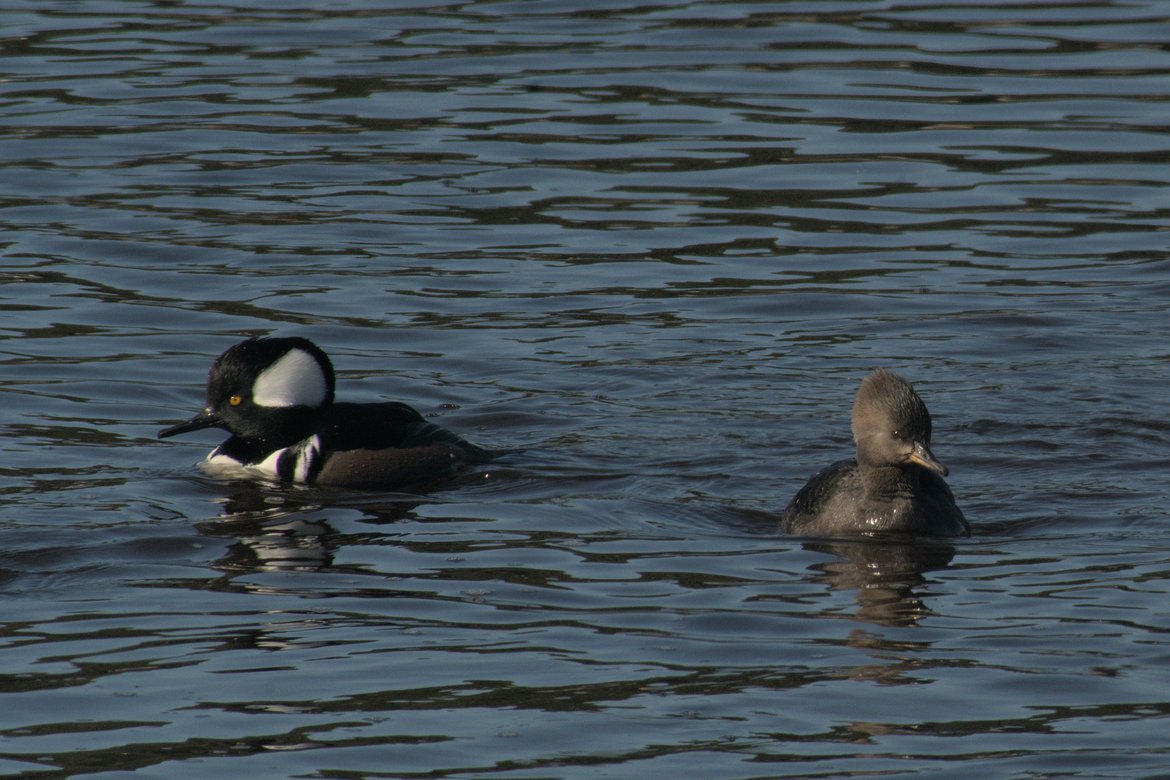 hooded merganser, huntington beach state park, sc photographed by luxagraf