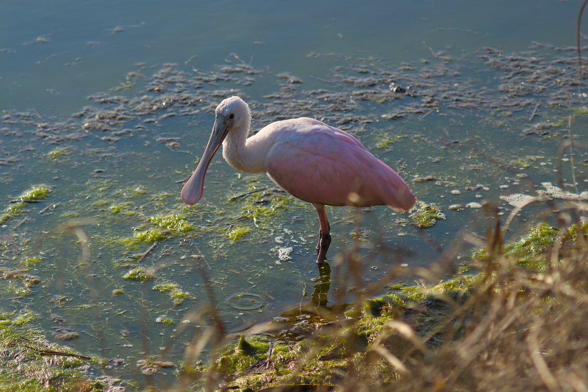 Roseate Spoonbill, huntington beach state park, sc photographed by luxagraf