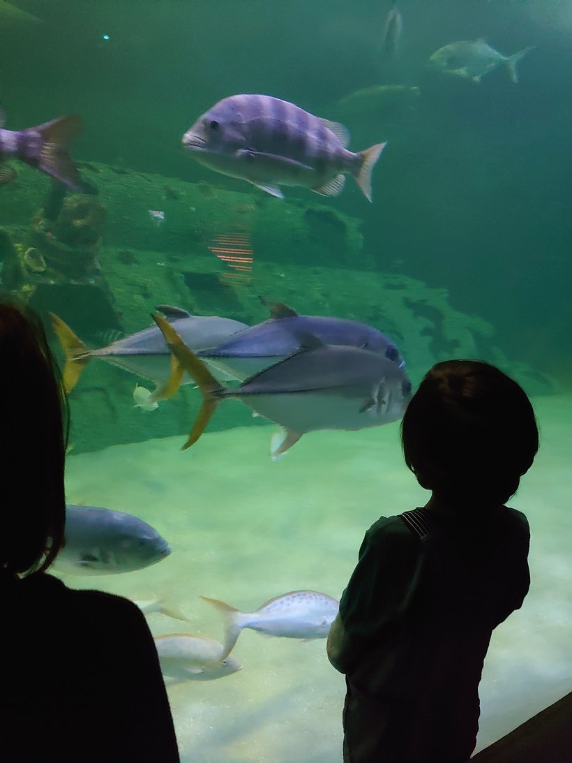 Children watching fish in a tank at Pine Knoll Shores aquarium, NC photographed by luxagraf