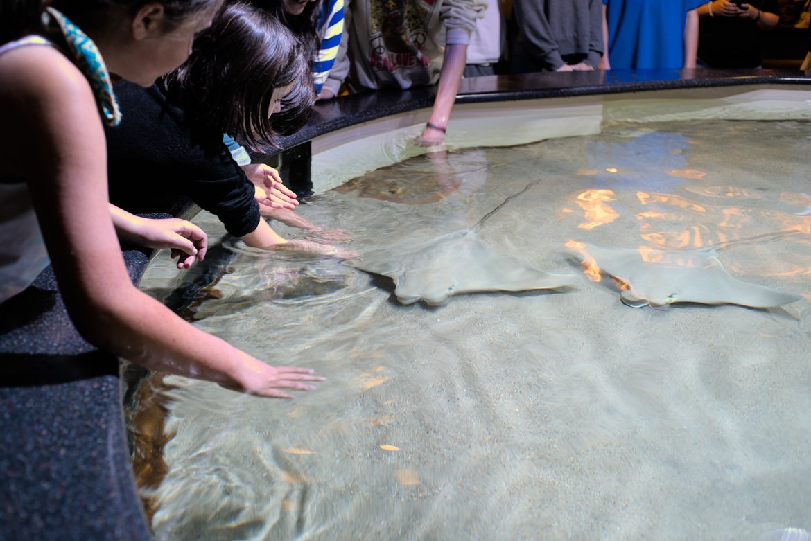 Kids touching sting rays at Pine Knoll Shores aquarium, NC photographed by luxagraf