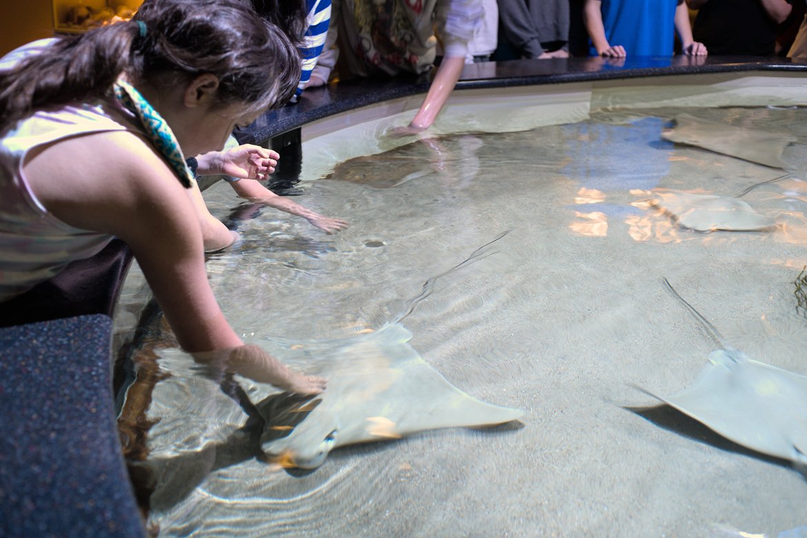 Children touching sting rays at Pine Knoll Shores aquarium, NC photographed by luxagraf