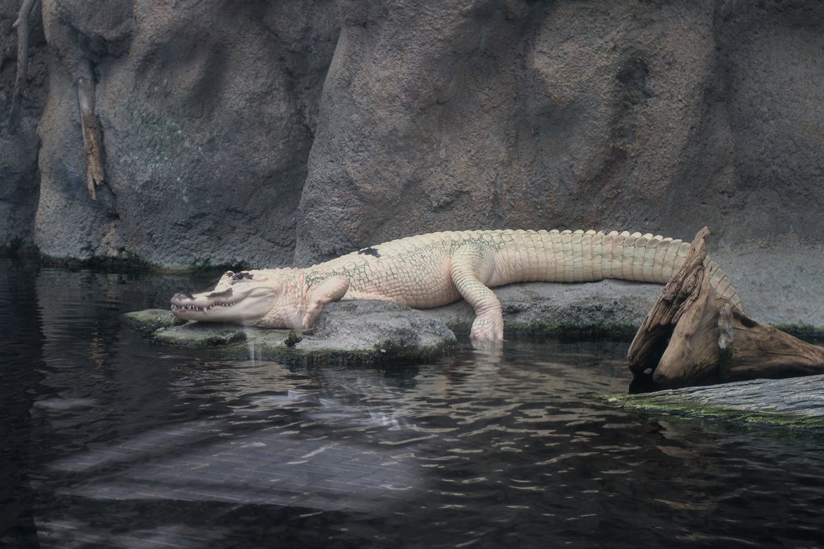 Albino crocodile photographed by luxagraf