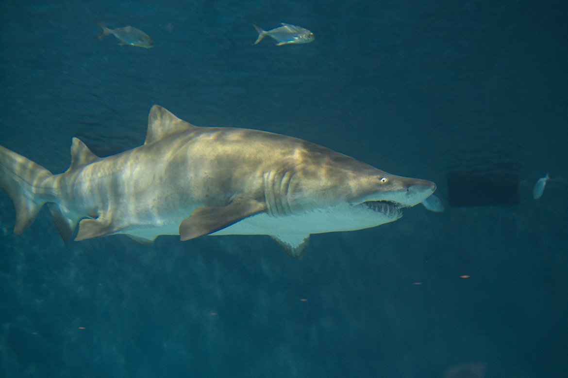 tiger shark photographed by luxagraf