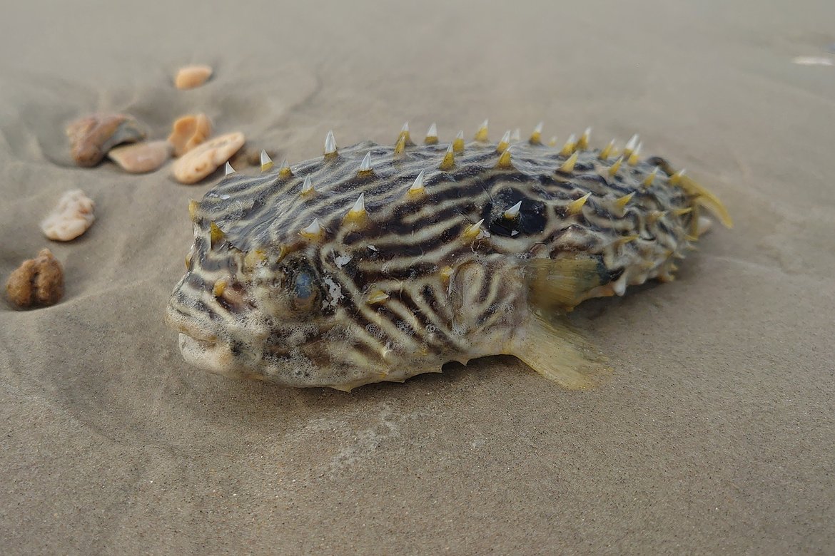 dead porcupine fish, hatteras beach, nc photographed by luxagraf