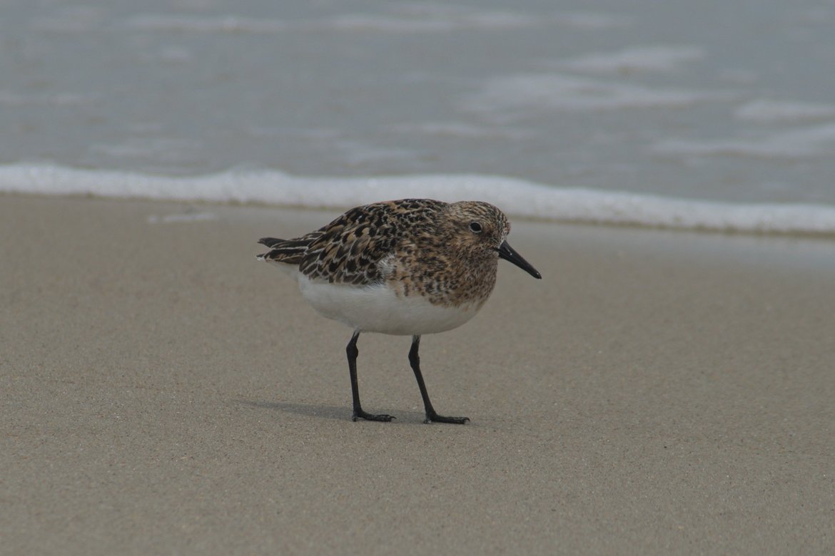 close up of a sanderling, ocracoke, nc photographed by luxagraf