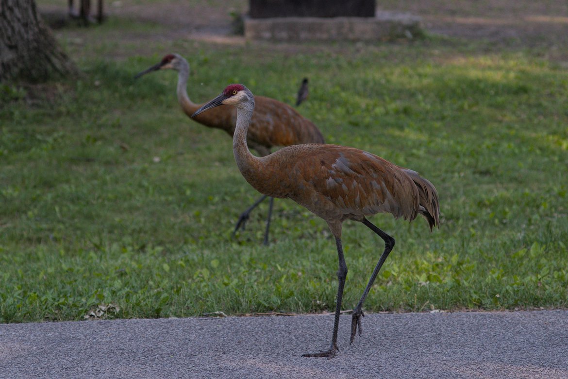 Sandhill cranes walking through the campground photographed by luxagraf