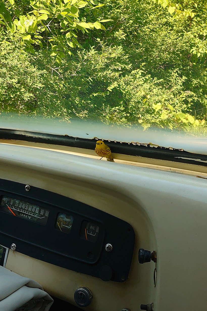 yellow warbler in the bus photographed by luxagraf