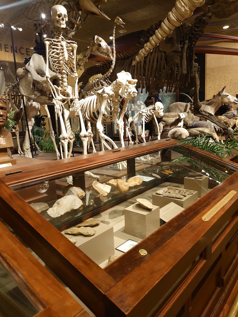 skeletons and curio cabinets at the milwaukee public museum photographed by luxagraf