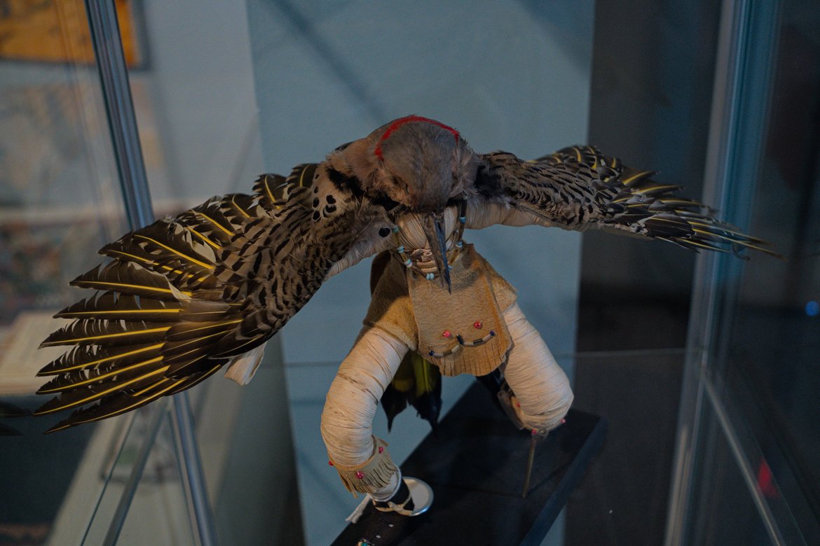 golden breasted woodpecker dancer figure photographed by Scott Gilbertson