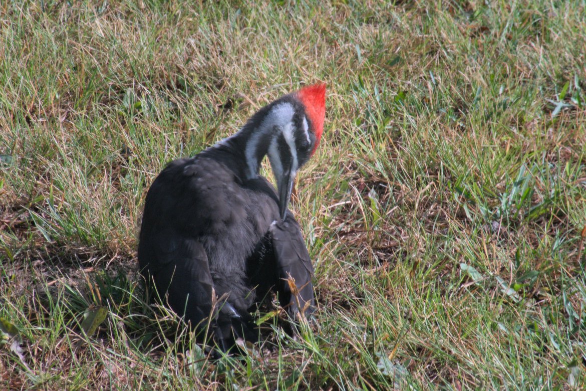 pileated woodpecker preening on the ground, washburn, wi photographed by luxagraf