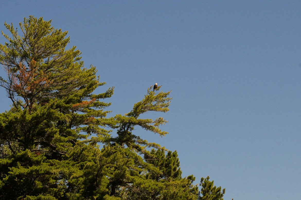 bald eagle in a tree, houghton falls trail, WI photographed by luxagraf