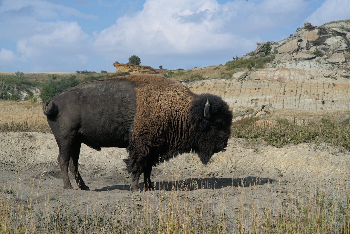 bison theodore roosevelt national park photographed by luxagraf