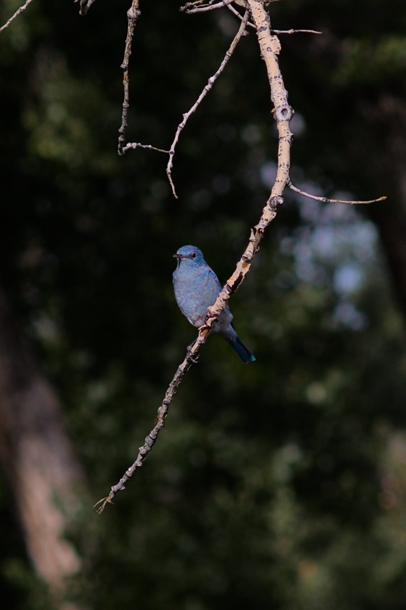 Mountain Bluebird, Bear's Lodge Butte, Wy photographed by luxagraf