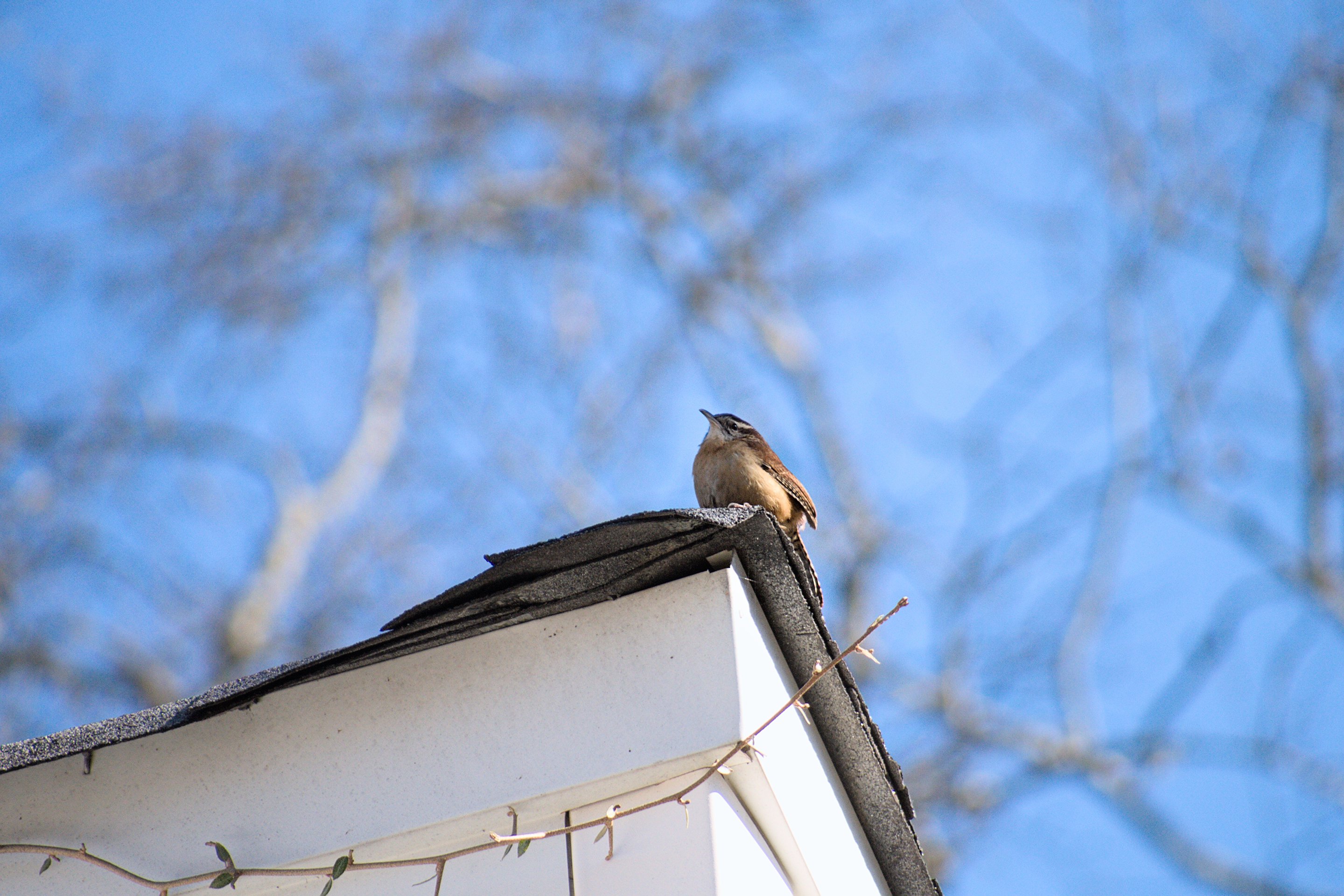 carolina wren on the corner of a roof photographed by luxagraf