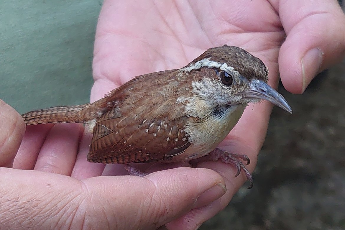 a carolina wren in human hand photographed by luxagraf