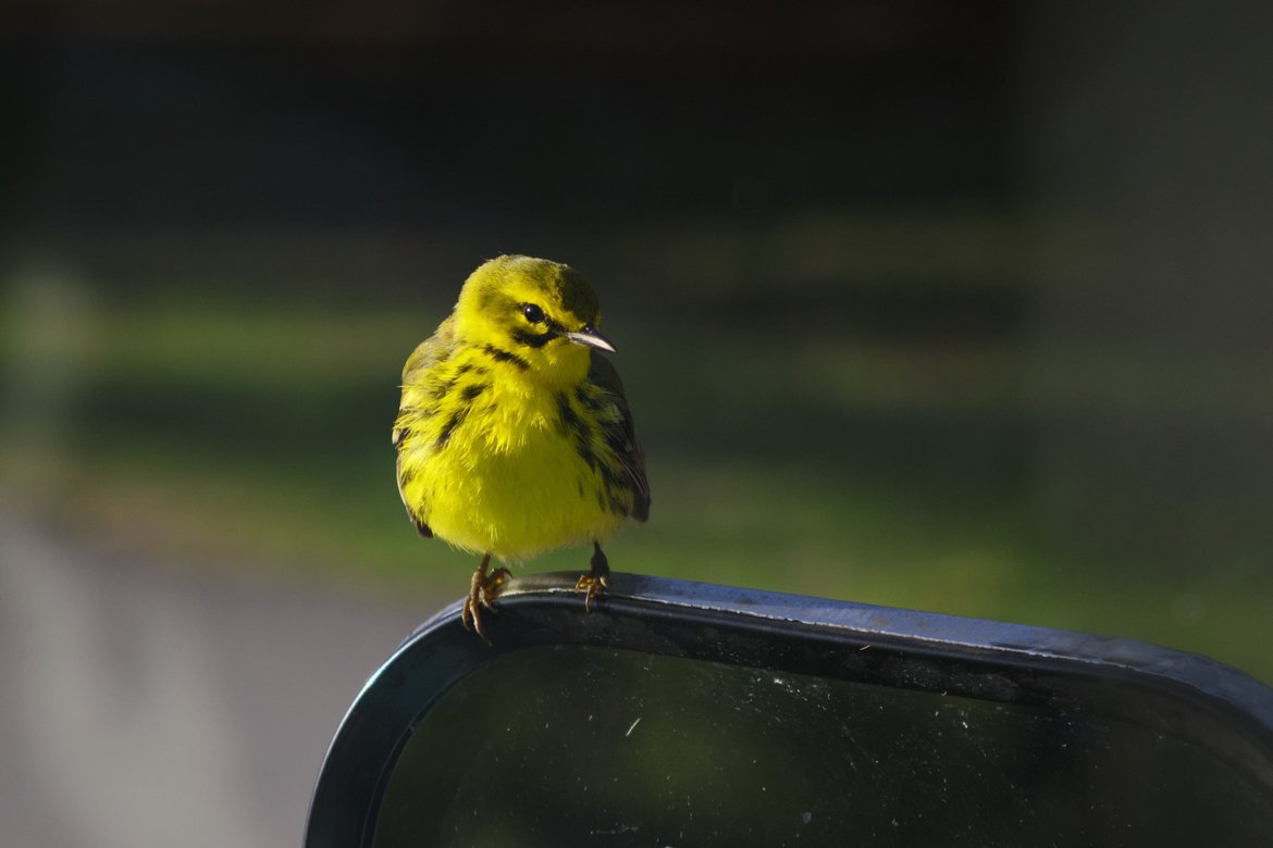 prairie warbler perched on the bus' rearview mirror photographed by luxagraf