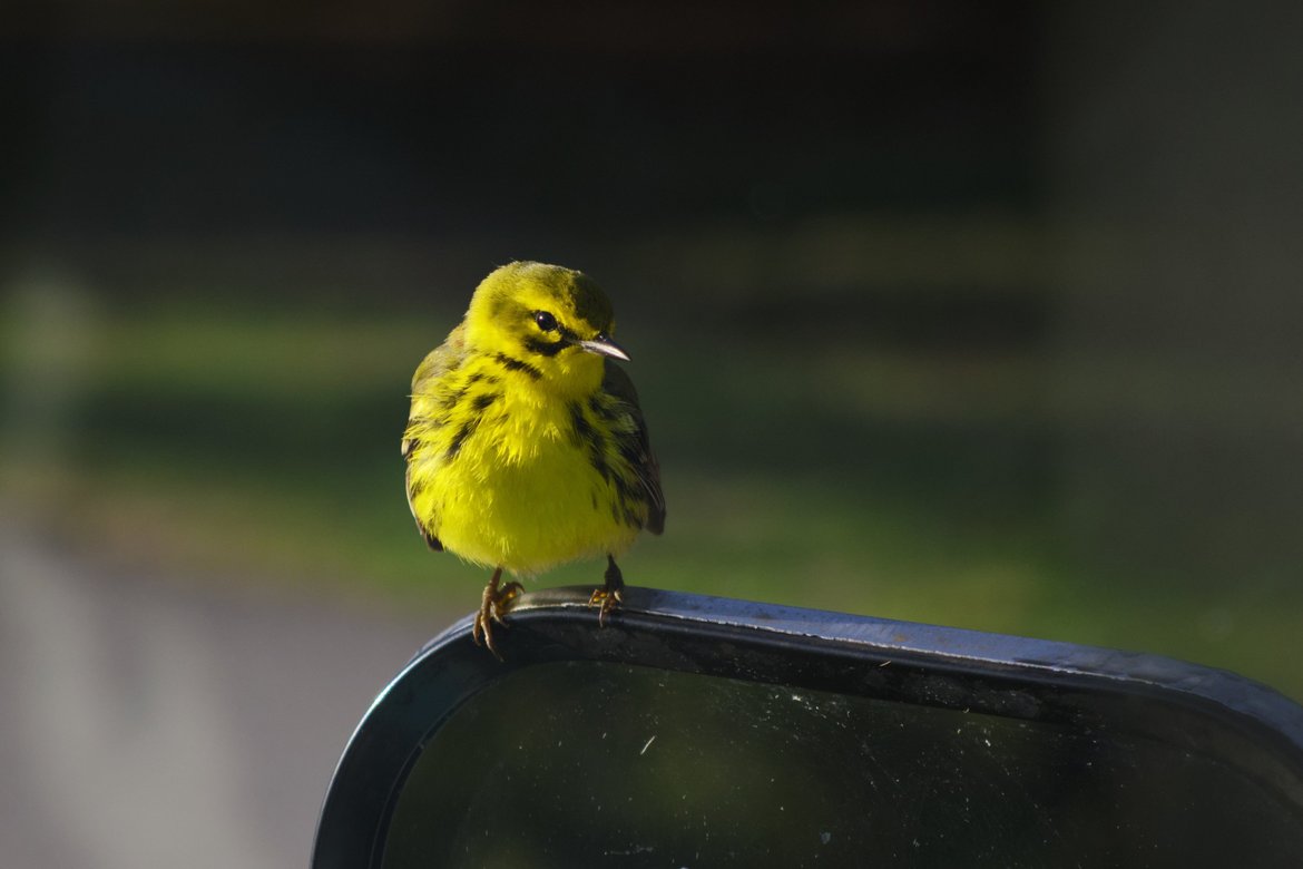 prairie warbler perched on the bus' rearview mirror photographed by Scott Gilbertson