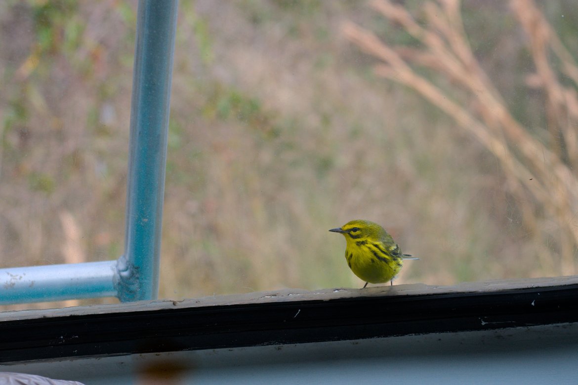 Prairie warbler in the back window of the bus photographed by luxagraf