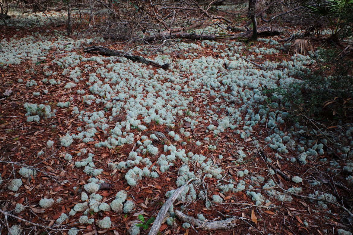 deer moss carpeting the ground photographed by luxagraf