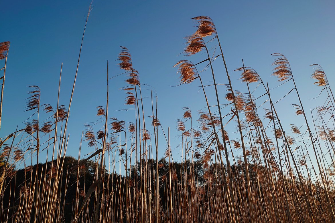 looking up at the reeds, sky, fort pickens photographed by luxagraf