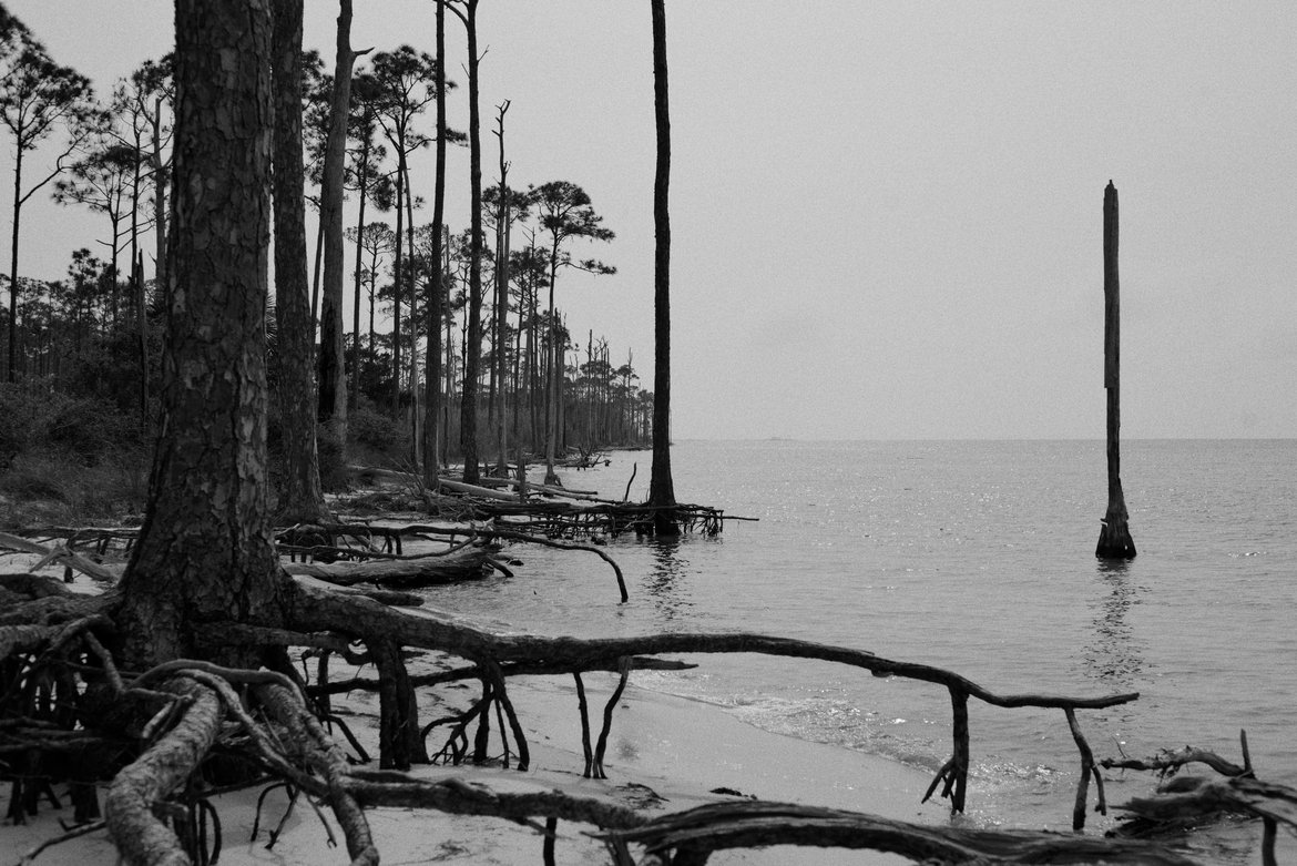 black and white image of pine tree roots on the shoreline, st george island, FL photographed by luxagraf