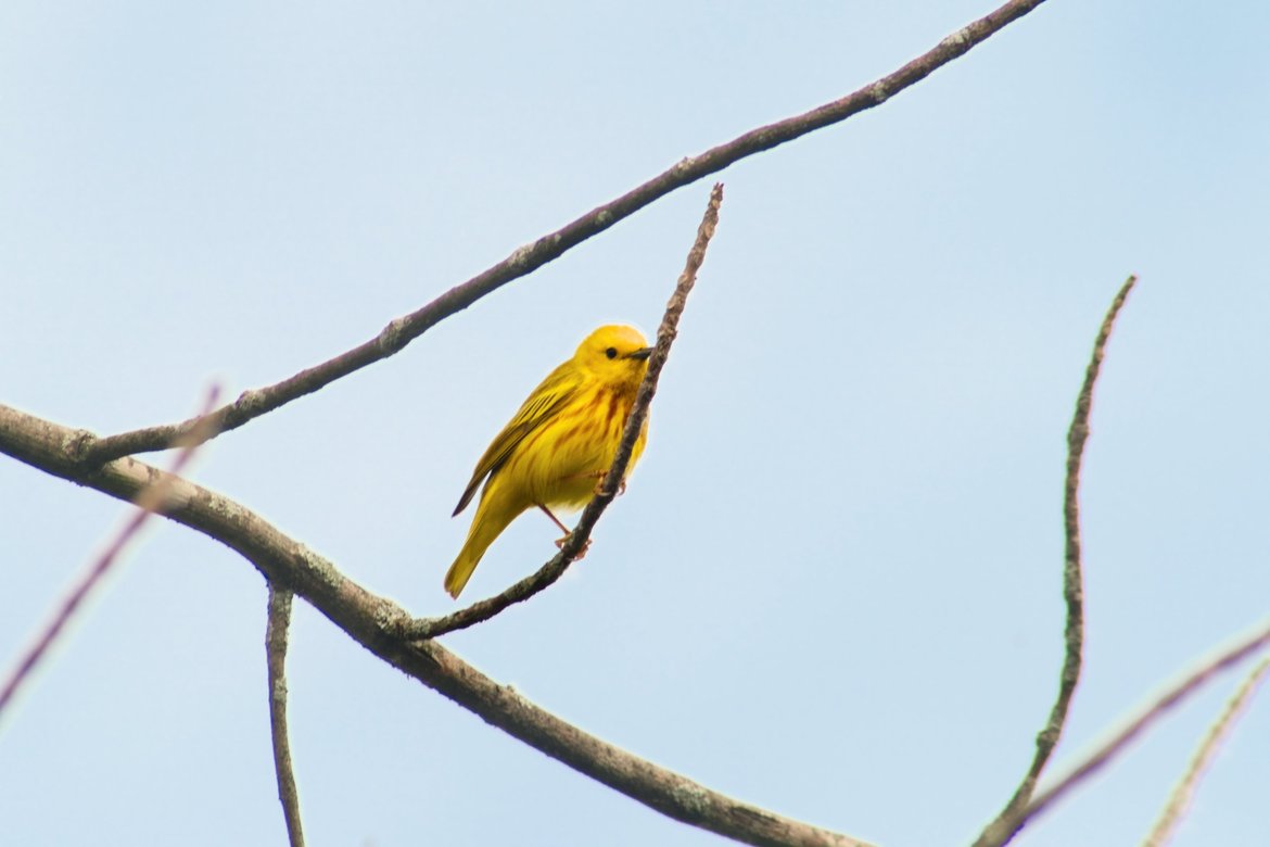 yellow warbler photographed by luxagraf