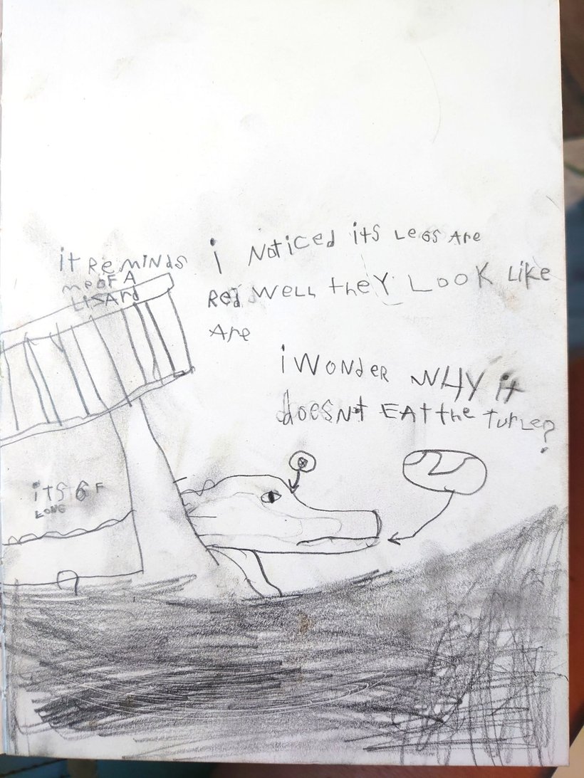 kids nature journal drawing of an alligator photographed by luxagraf