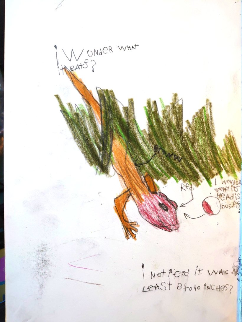 kids nature journal drawing of an alligator photographed by luxagraf