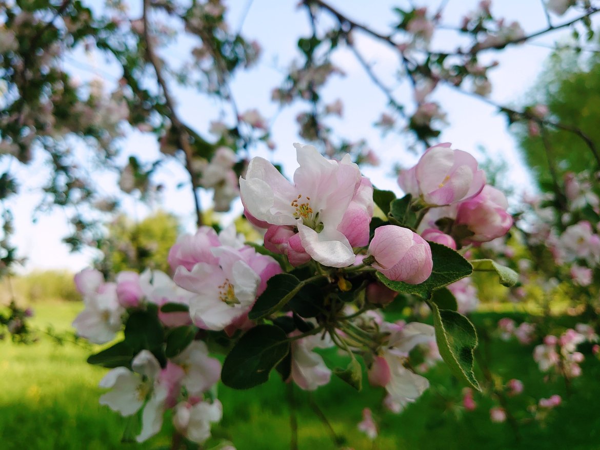 close up of tree blossoms photographed by luxagraf