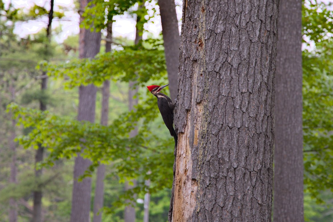 pileated woodpecker on a tree trunk photographed by luxagraf