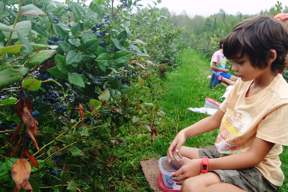 picking blueberries at a farm outside washburn photographed by luxagraf