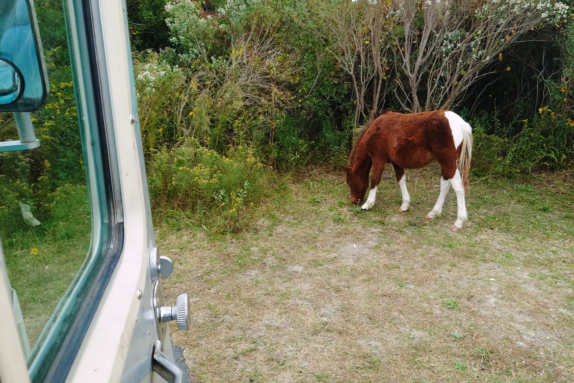 assateague horse grazing in our campsite photographed by luxagraf