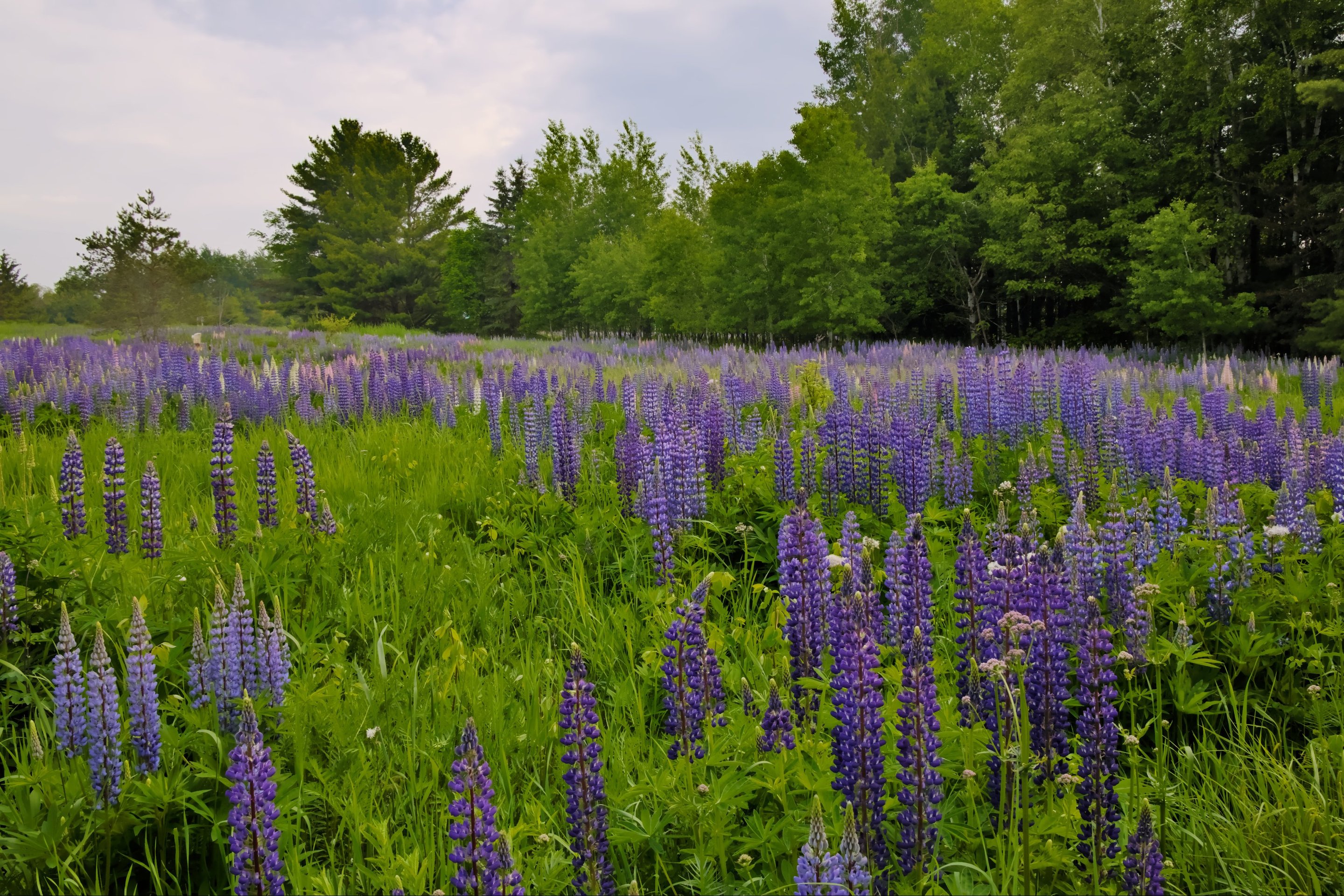Field of purple lupines photographed by luxagraf