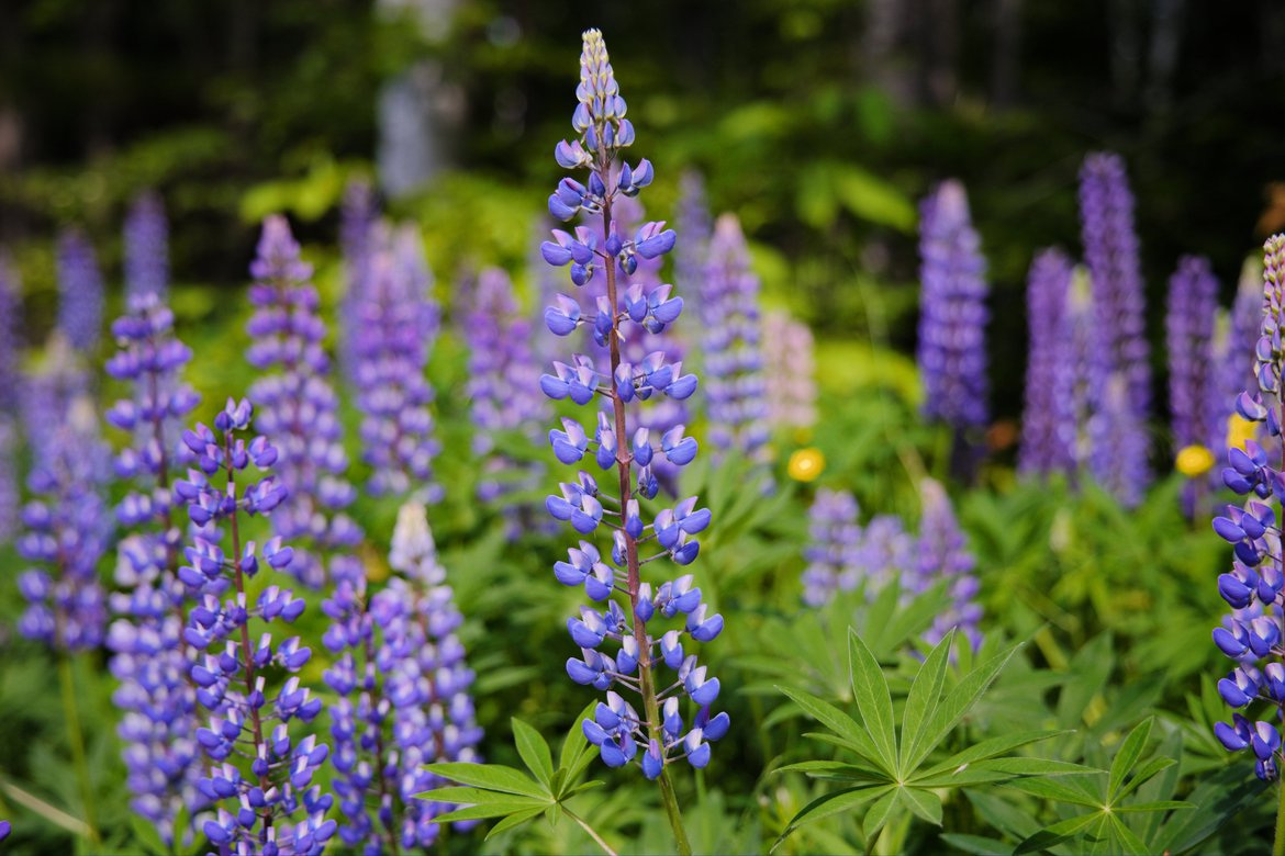 close up of lupines photographed by luxagraf