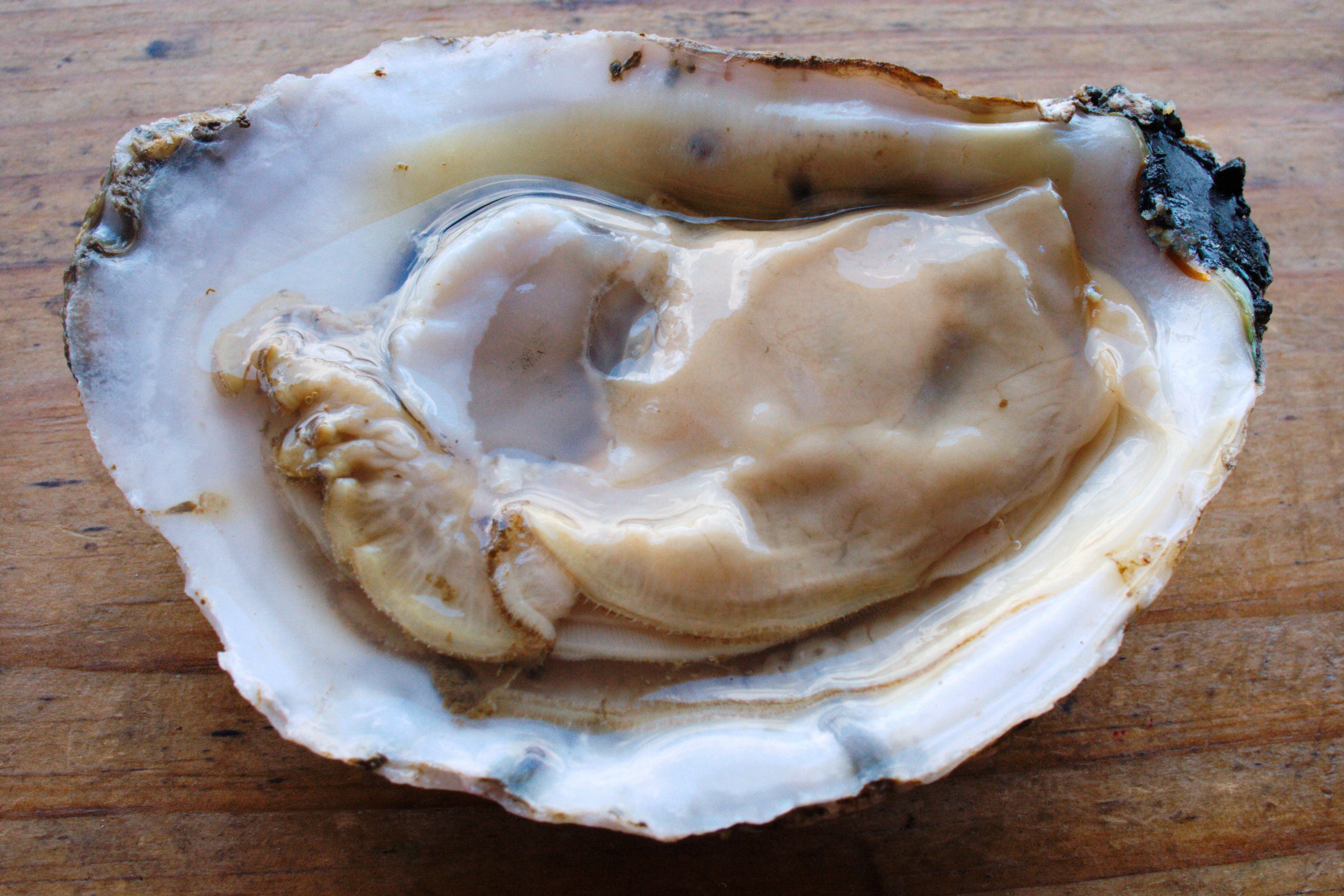 close up of a fresh, raw oyster from Apalachicola bay photographed by luxagraf