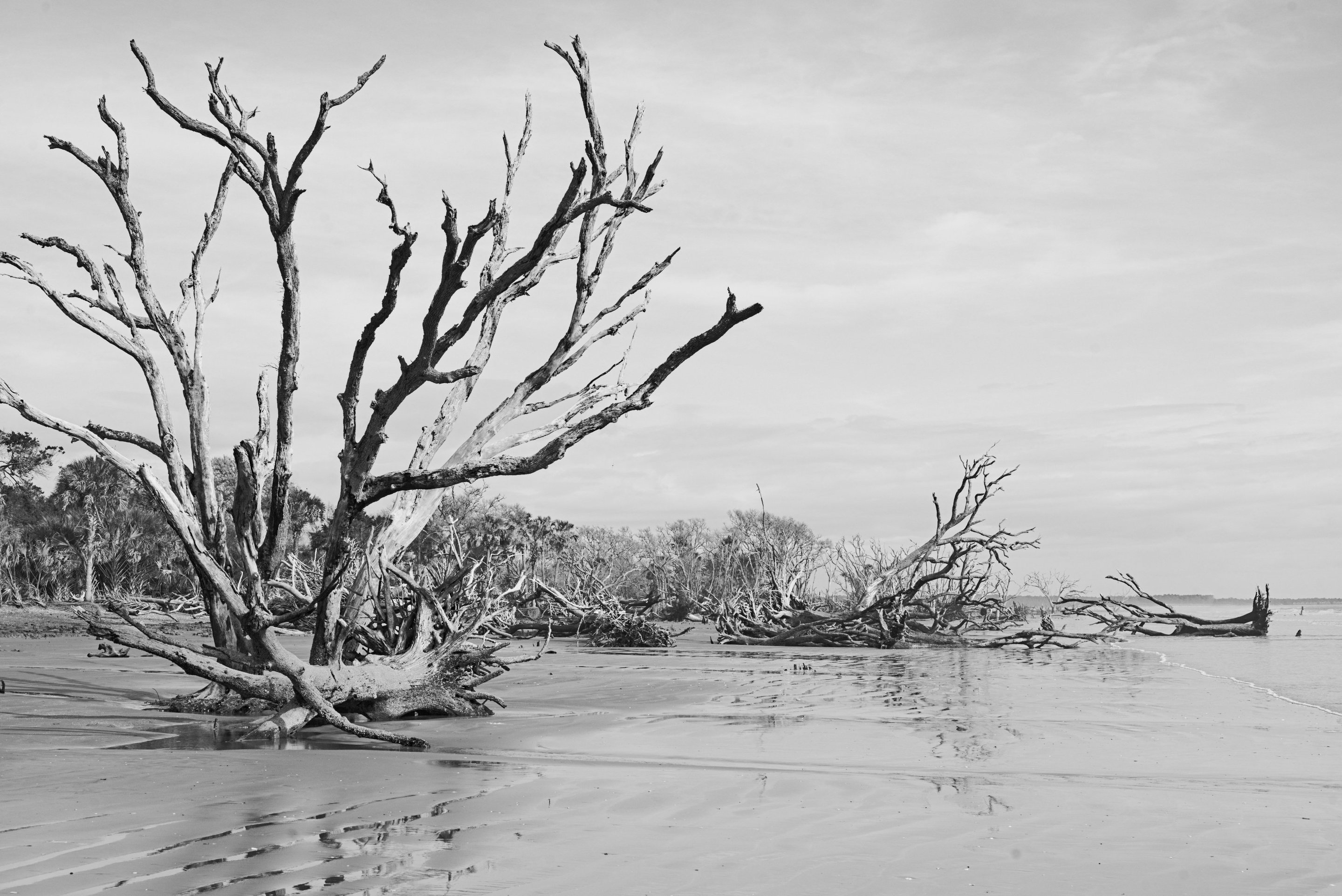 skeleton trees on the beach, botany bay photographed by luxagraf