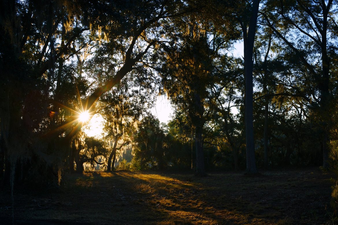 sunstar through the spanish moss, early morning, botany bay photographed by luxagraf