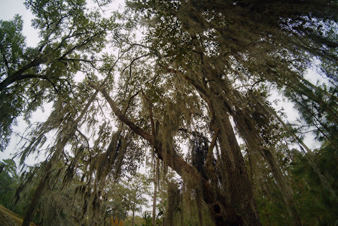 spanish moss in the trees, fort mcallister photographed by luxagraf