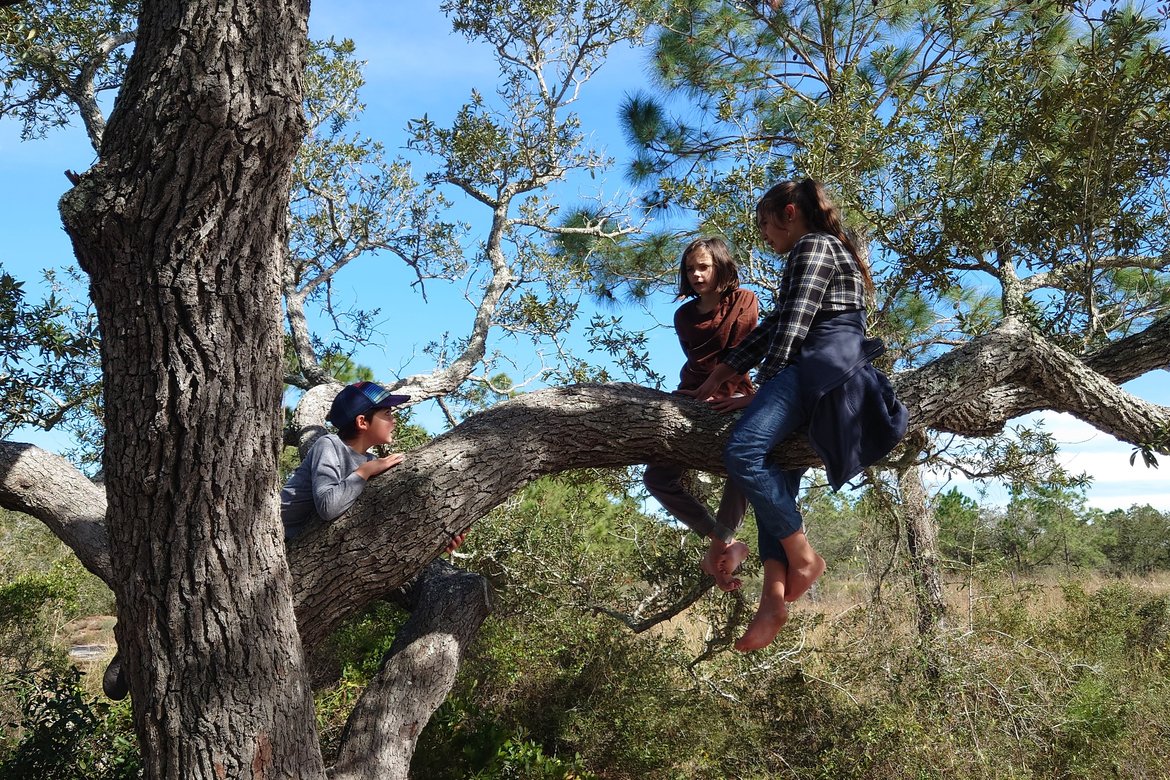 climbing trees in fort pickens photographed by luxagraf