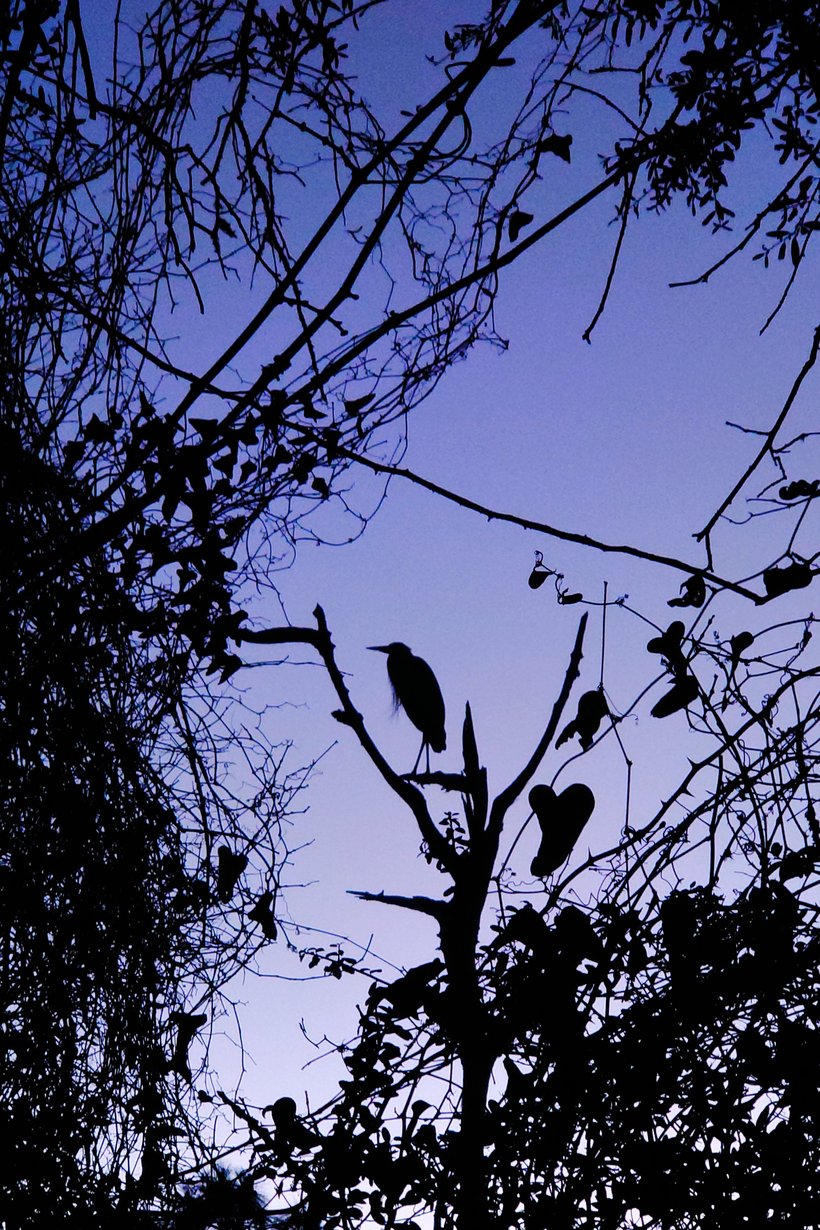 Heron in a tree at twilight photographed by luxagraf