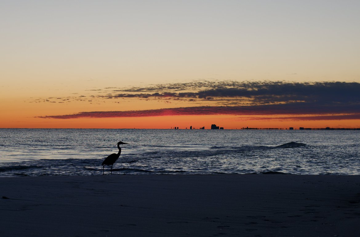 Heron on the shore at sunset. photographed by luxagraf