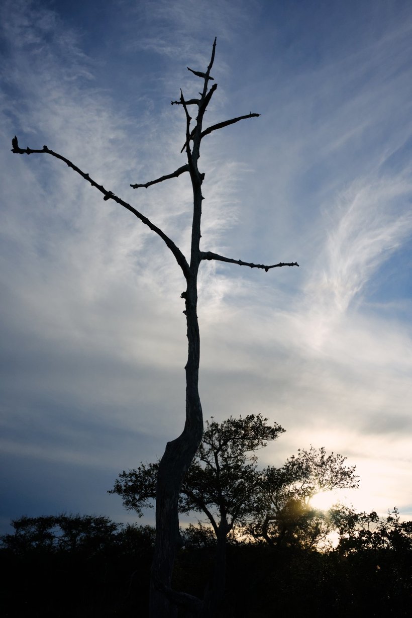 silhouette of a dead tree against the sunset photographed by luxagraf