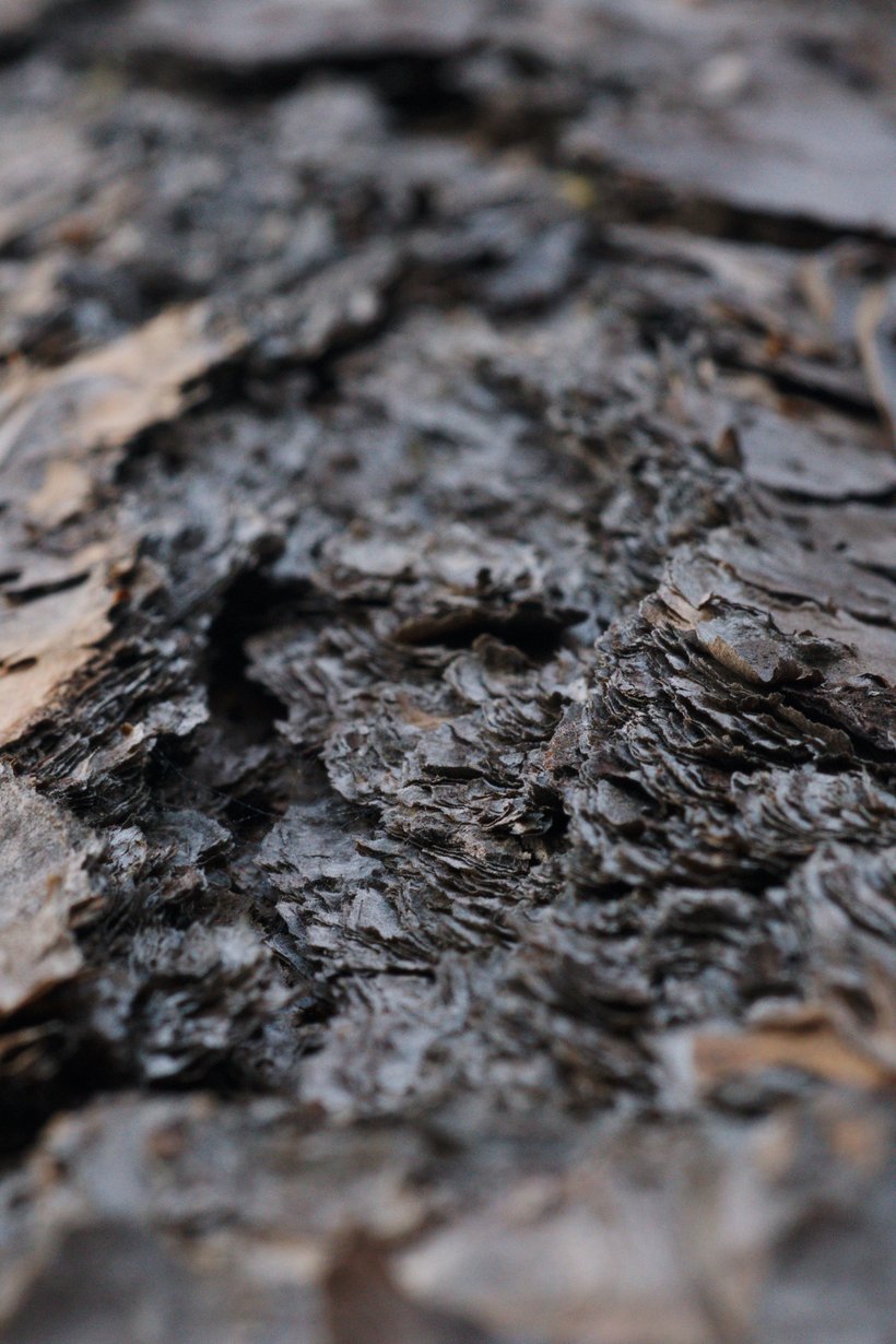 Close up shot of pine bark, florida photographed by luxagraf