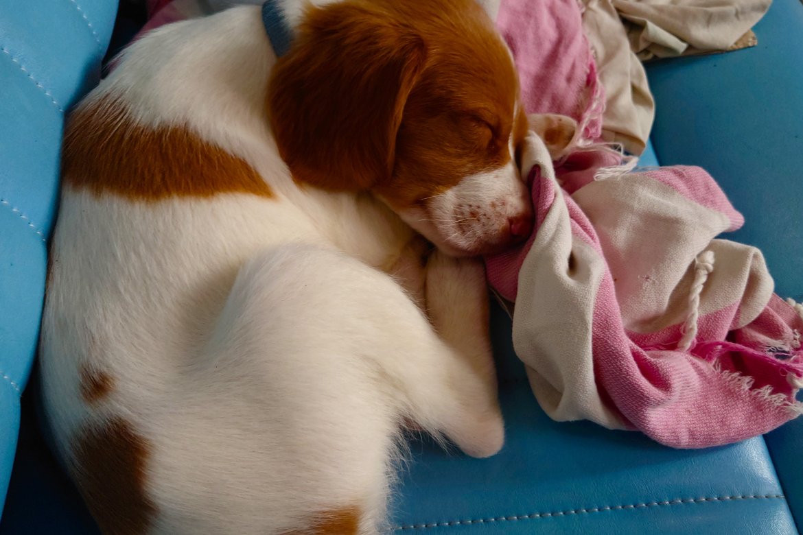 dog sleeping on the couch photographed by luxagraf