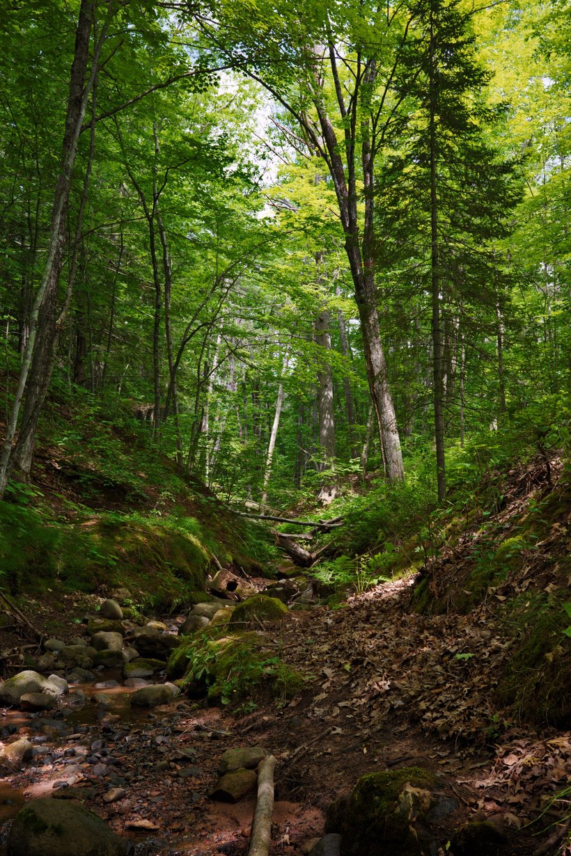 the creek near our campsite, Washburn, WI photographed by luxagraf