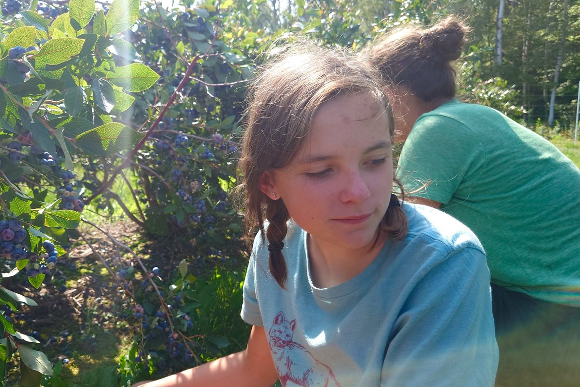 picking blueberries at a farm outside washburn photographed by luxagraf